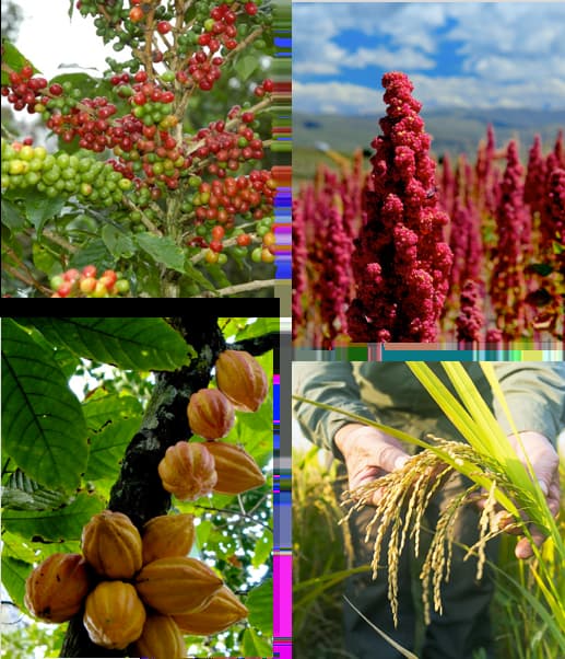 Agri Challenges